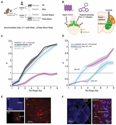 Early Sensory Deprivation Leads to Differential Inhibitory Changes in the Striatum During Learning